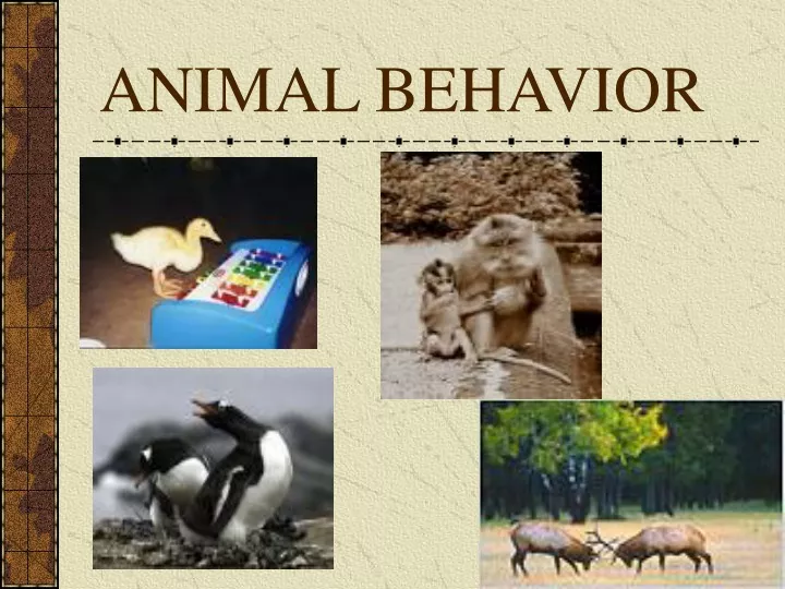 animal behavior