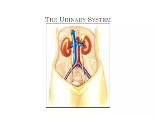 The Urinary System