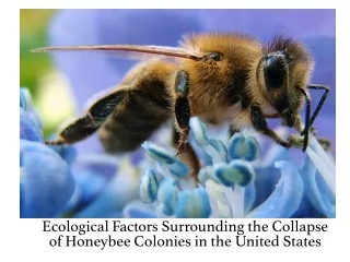 Ecological Factors Surrounding the Collapse of  Honeybee Colonies  in the United States