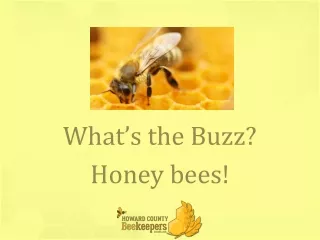 What’s the Buzz?    Honey bees!