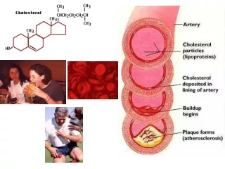 The Cholesterol Content of  Selected Meats and Dairy Products.