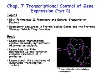 Chap. 7 Transcriptional Control of Gene Expression  (Part B)