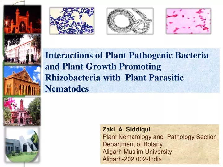 interactions of plant pathogenic bacteria
