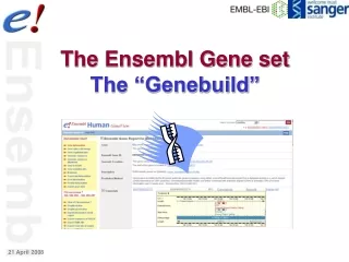 The Ensembl Gene set The “Genebuild”