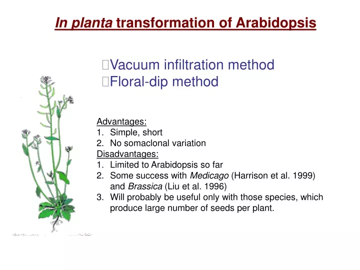 in planta transformation of arabidopsis