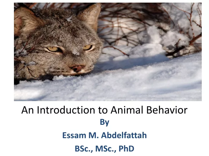 an introduction to animal behavior
