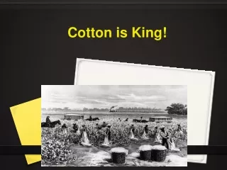Cotton is King!