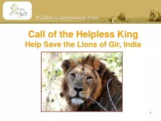Call of the Helpless King Help Save the Lions of Gir, India
