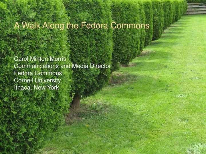a walk along the fedora commons carol minton