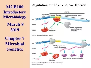 MCB100 Introductory Microbiology March 8 2019 Chapter 7   Microbial Genetics