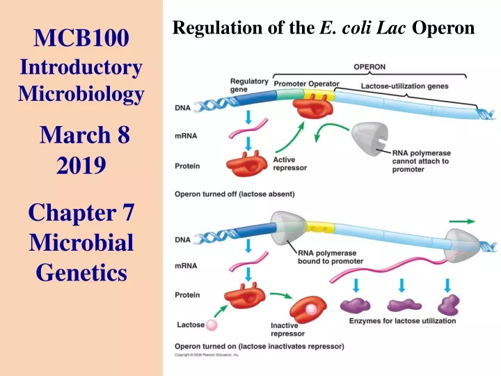 mcb100 introductory microbiology march 8 2019