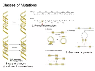 Classes of Mutations