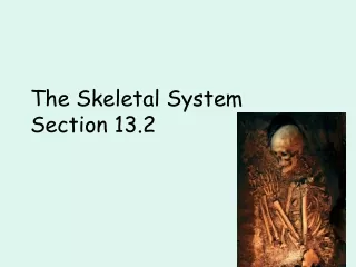 The Skeletal System Section 13.2