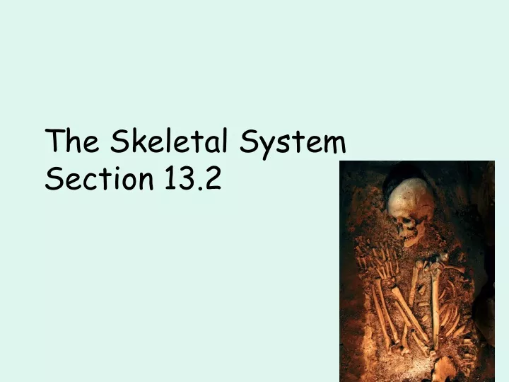 the skeletal system section 13 2