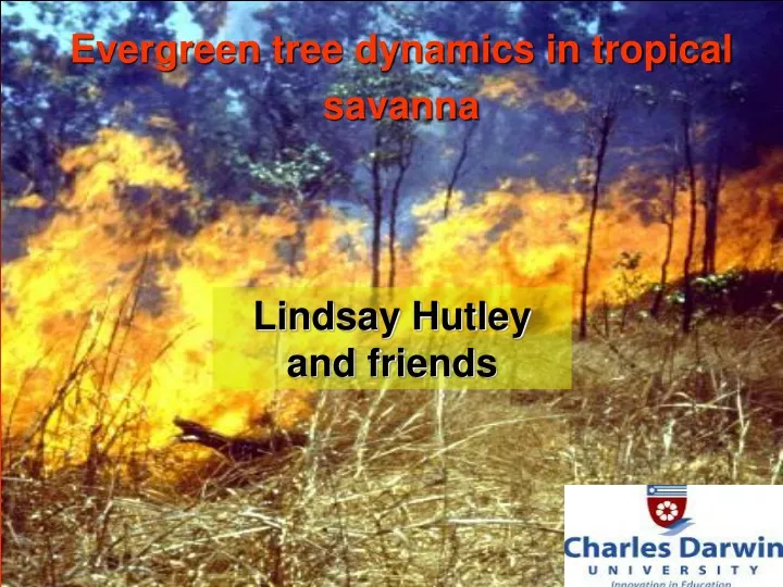 evergreen tree dynamics in tropical savanna