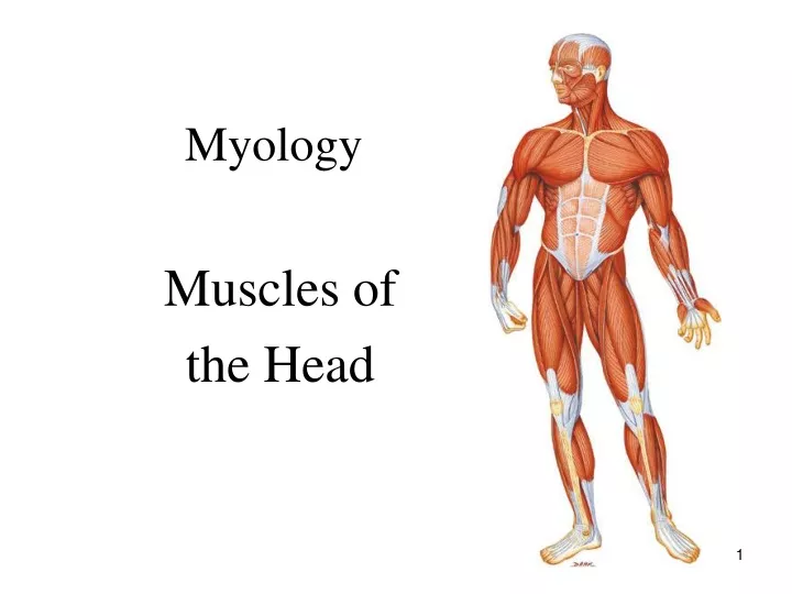myology