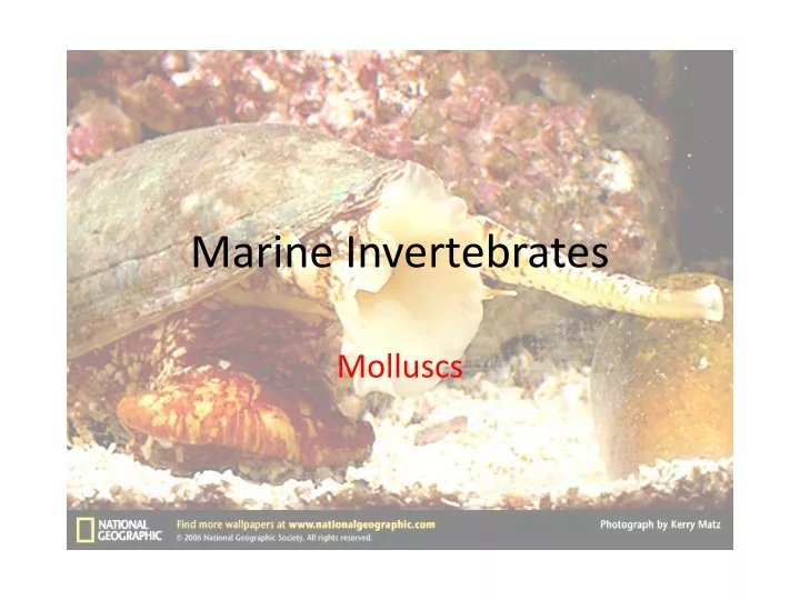 marine invertebrates