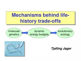 Mechanisms behind life-history trade-offs