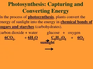 Photosynthesis: Capturing and Converting Energy