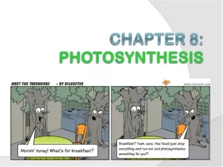 Chapter 8:  Photosynthesis