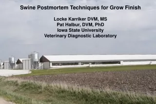 Swine Postmortem Techniques for Grow Finish Locke Karriker DVM, MS  Pat Halbur, DVM, PhD