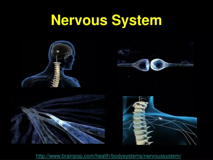 nervous system