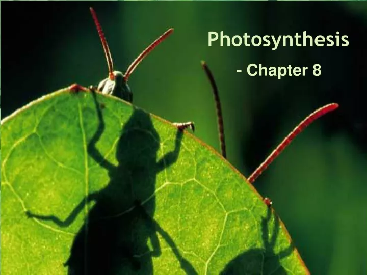 photosynthesis