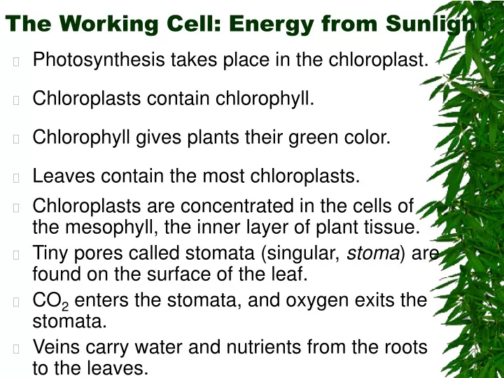the working cell energy from sunlight
