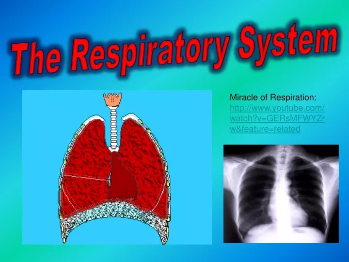 the respiratory system