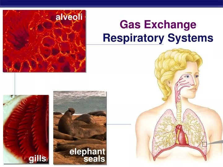 alveoli