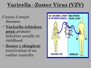 Varicella –Zoster Virus (VZV)
