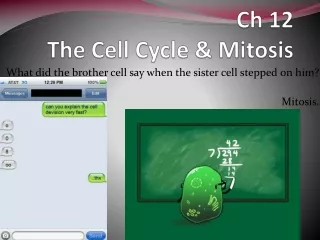 Ch 12 The Cell Cycle &amp; Mitosis