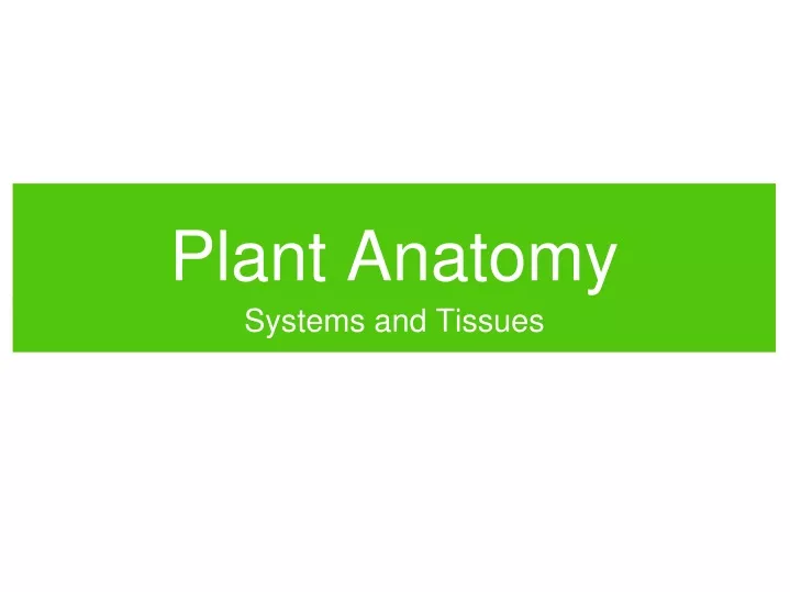 plant anatomy