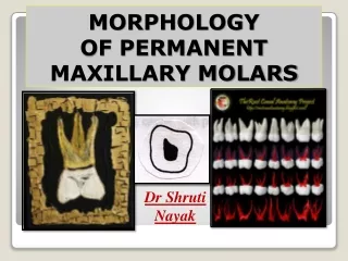 MORPHOLOGY OF PERMANENT  MAXILLARY MOLARS