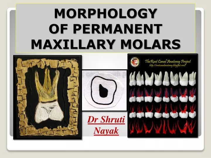 morphology of permanent maxillary molars