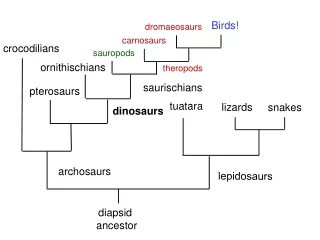 diapsid  ancestor