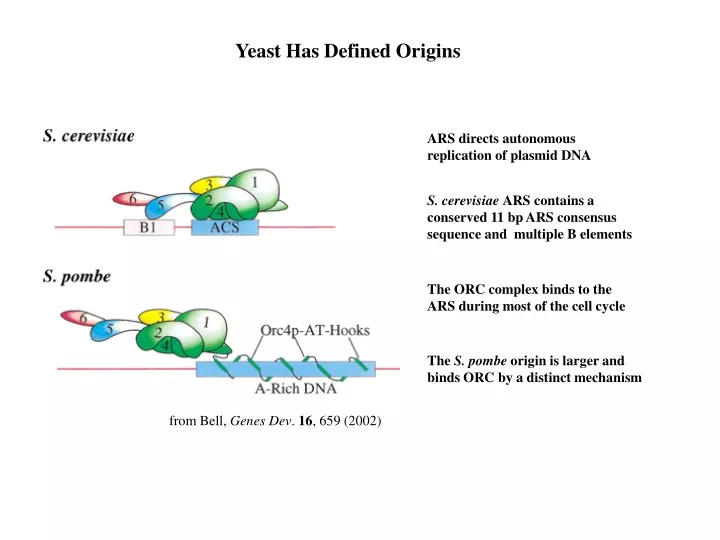 yeast has defined origins