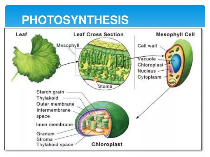 photosynthesis