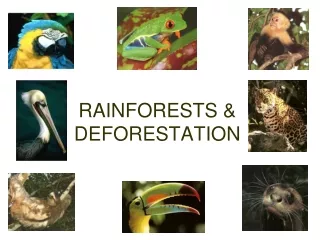 RAINFORESTS &amp; DEFORESTATION