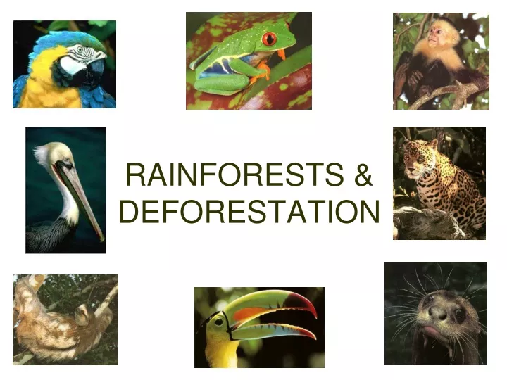 rainforests deforestation