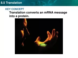 KEY CONCEPT  Translation converts an mRNA message into a protein.