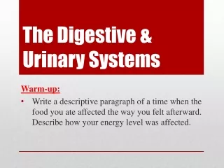 The Digestive &amp; Urinary Systems