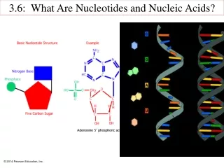 3.6:  What Are Nucleotides and Nucleic Acids?