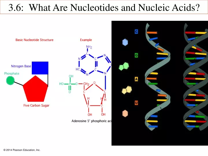 3 6 what are nucleotides and nucleic acids
