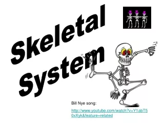 Skeletal  System