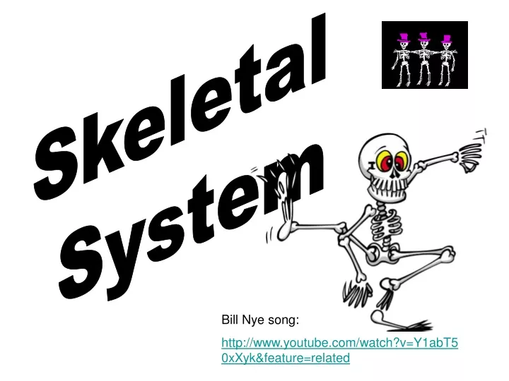 skeletal system