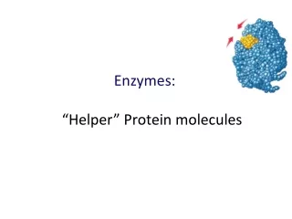 Enzymes:     “Helper” Protein molecules