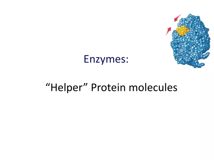 enzymes helper protein molecules