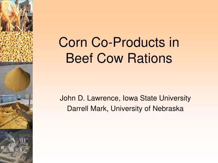 corn co products in beef cow rations