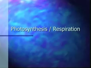 Photosynthesis / Respiration